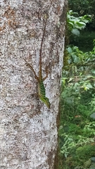 Anolis ventrimaculatus