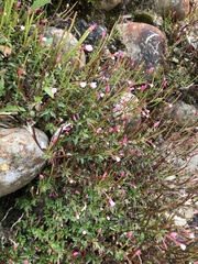 Epilobium hohuanense