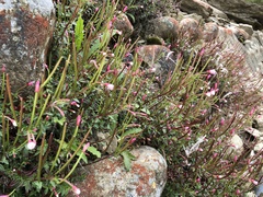 Epilobium hohuanense