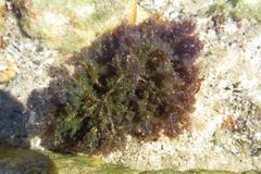 Callithamnion stuposum