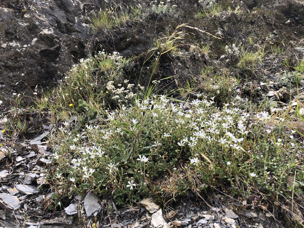 Cerastium morrisonense