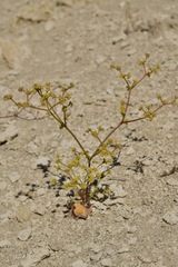 Eriogonum ampullaceum
