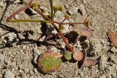 Eriogonum ampullaceum