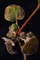 Eriogonum ampullaceum