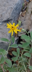 Heterotheca mucronata