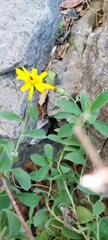 Heterotheca mucronata