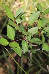 Pseudoscolopia polyantha