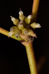 Eriogonum ampullaceum