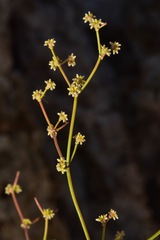 Eriogonum ampullaceum
