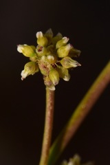 Eriogonum ampullaceum