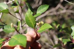 Pseudoscolopia polyantha