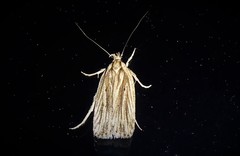 Agonopterix umbellana