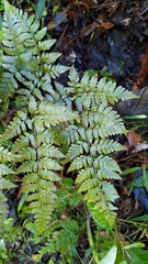 Davallia divaricata