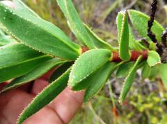 Lobostemon sanguineus