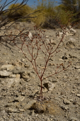 Eriogonum ampullaceum