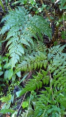 Davallia divaricata