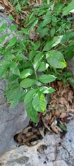 Fraxinus cuspidata