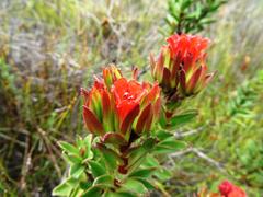 Lobostemon sanguineus