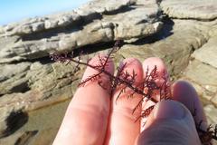 Gelidium pteridifolium