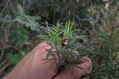 Psoralea platyphylla