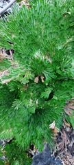 Selaginella pilifera