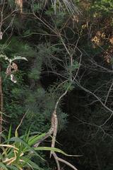 Psoralea platyphylla