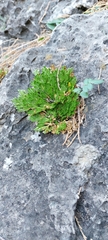 Selaginella pilifera