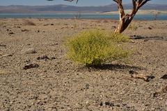 Eriogonum brachyanthum