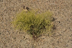 Eriogonum brachyanthum