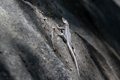 Platysaurus intermedius