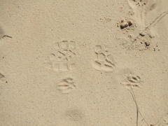 Herpestes pulverulentus