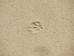 Herpestes pulverulentus