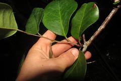 Putterlickia retrospinosa