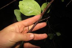 Putterlickia retrospinosa