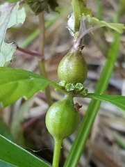 Neolasioptera lycopi