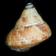 Astele scitula