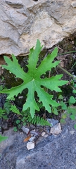 Psacalium peltatum