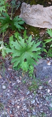 Psacalium peltatum