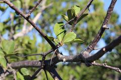 Putterlickia retrospinosa