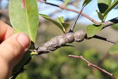 Putterlickia retrospinosa