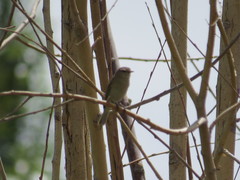 Phylloscopus sindianus