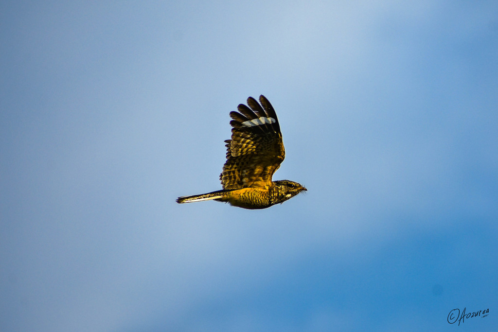 Savanna Nightjar