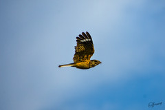 Savanna Nightjar photo 1