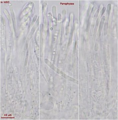 Ombrophila rivulorum