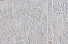 Ombrophila rivulorum