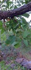 Quercus laceyi