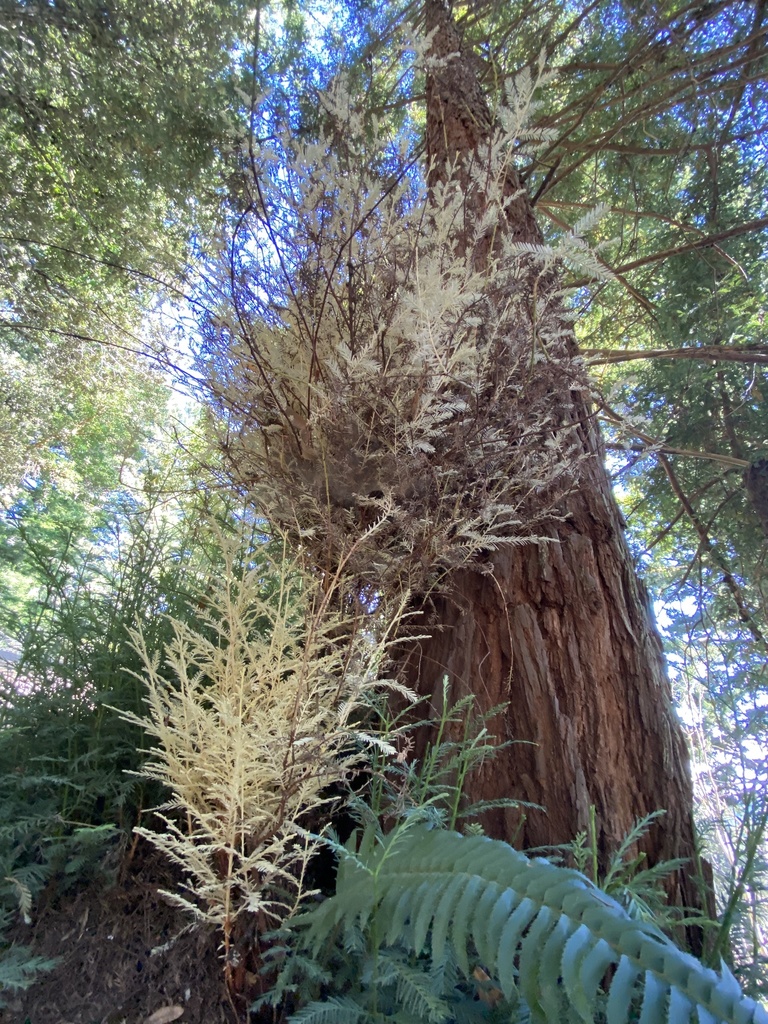 Redwoods and Sequoias (Sequoioideae) - Botanical Realm