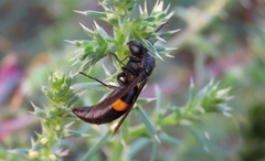 Stizoides renicinctus