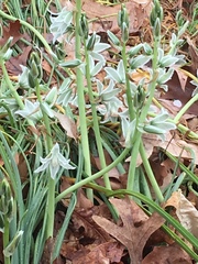 Ornithogalum nutans