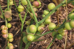 Antistrophus pisum